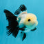 SPECIAL Panda Button Eyes Oranda Male 5 inches #041026OR_11