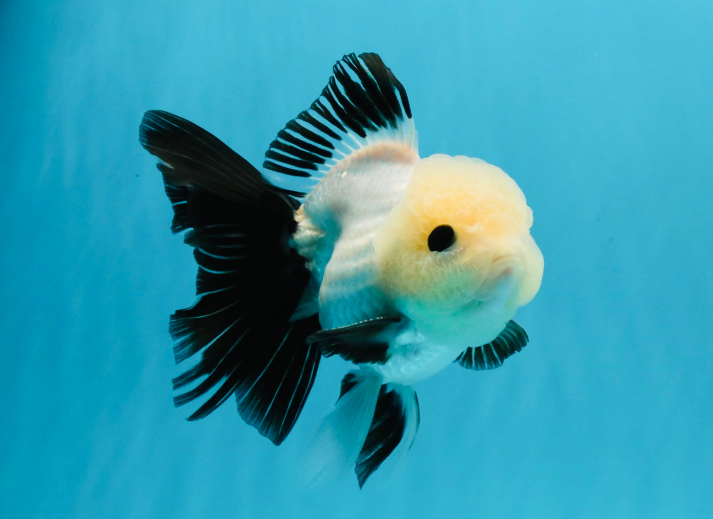 SPECIAL Panda Button Eyes Oranda Male 5 inches #041026OR_11