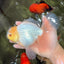 A Grade White Oranda Male 6-6.5 inches #100926OR_20