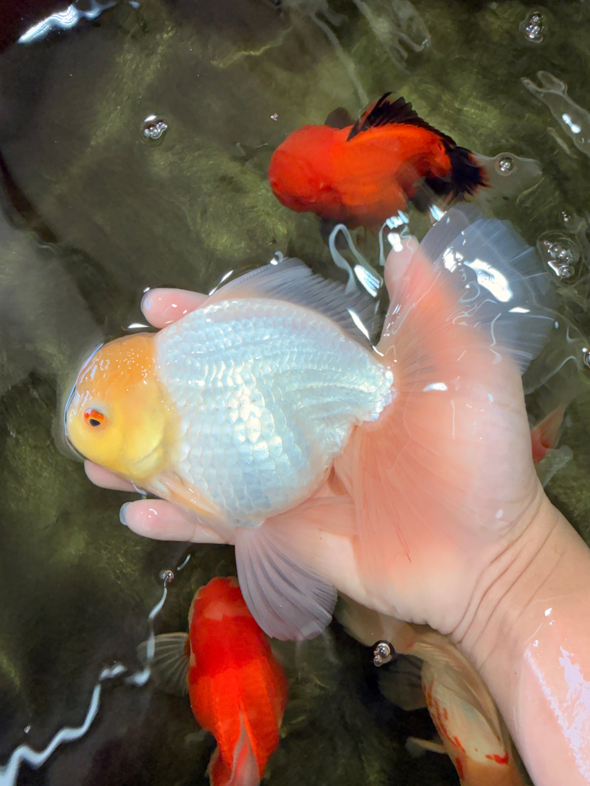 A Grade White Oranda Male 6-6.5 inches #100926OR_20