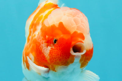 CHONKY AAA Grade Sakura Yuanbao Male 5 inches #032026YB_19