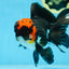 AAA Grade LAVA Tricolor Oranda Male 6 inches #090525OR_12