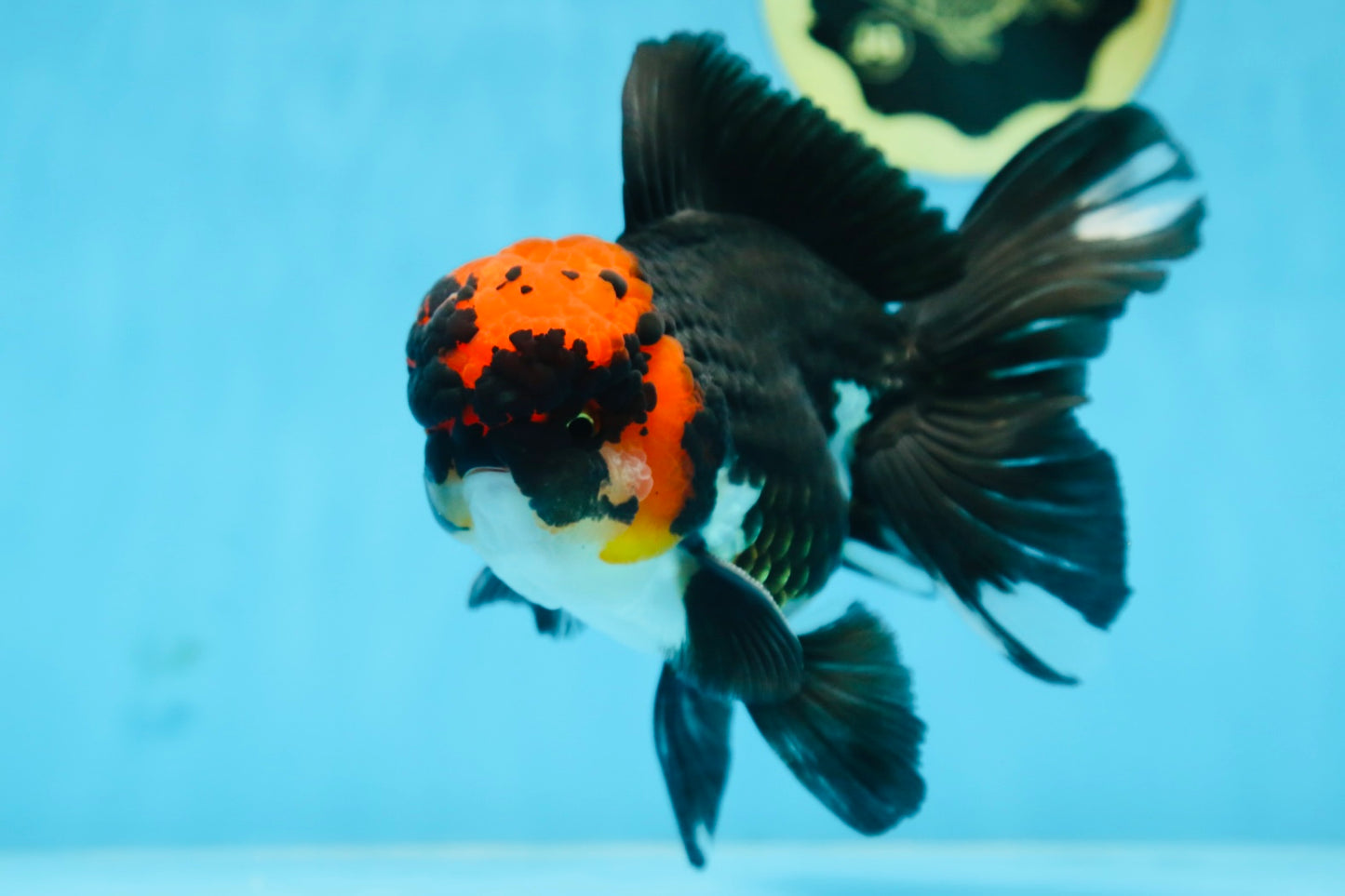 AAA Grade LAVA Tricolor Oranda Male 6 inches #090525OR_12