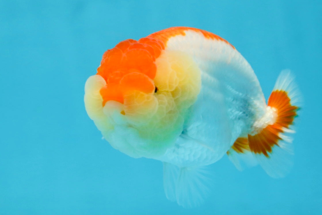 AAA Grade Young Red White LionQueen 4 inches #101025LC_01