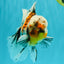 Calico Oranda Male 6.5 inches #072426OR_22
