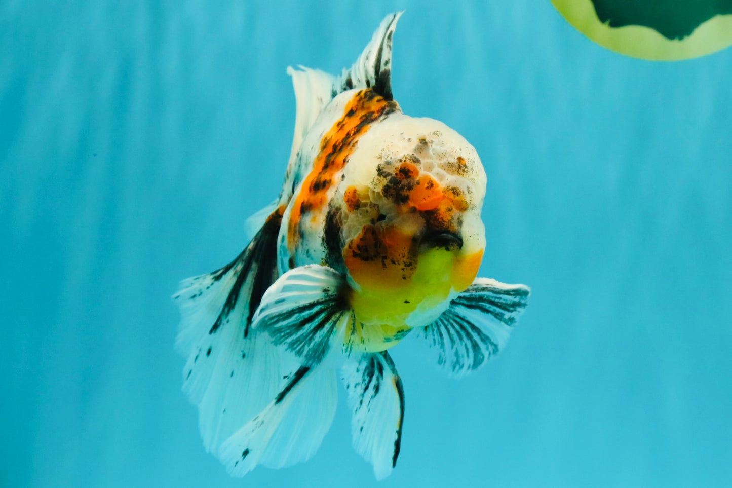 Calico Oranda Male 6.5 inches #072426OR_22