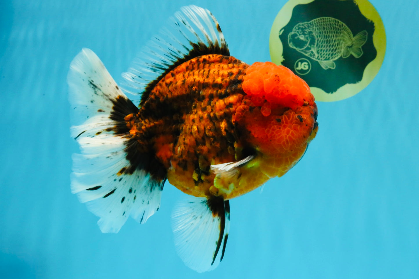 CHONKY AAA Grade Tiger Oranda Male 6.5 inches #022026OR_08