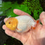 Lemonhead Lionchu Male 3.5-4 inches #0927LC_09