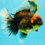 CHUNKY AAA Grade Broadtail Kirin Tiger Oranda Male 7-7.5 inches #080726OR_02