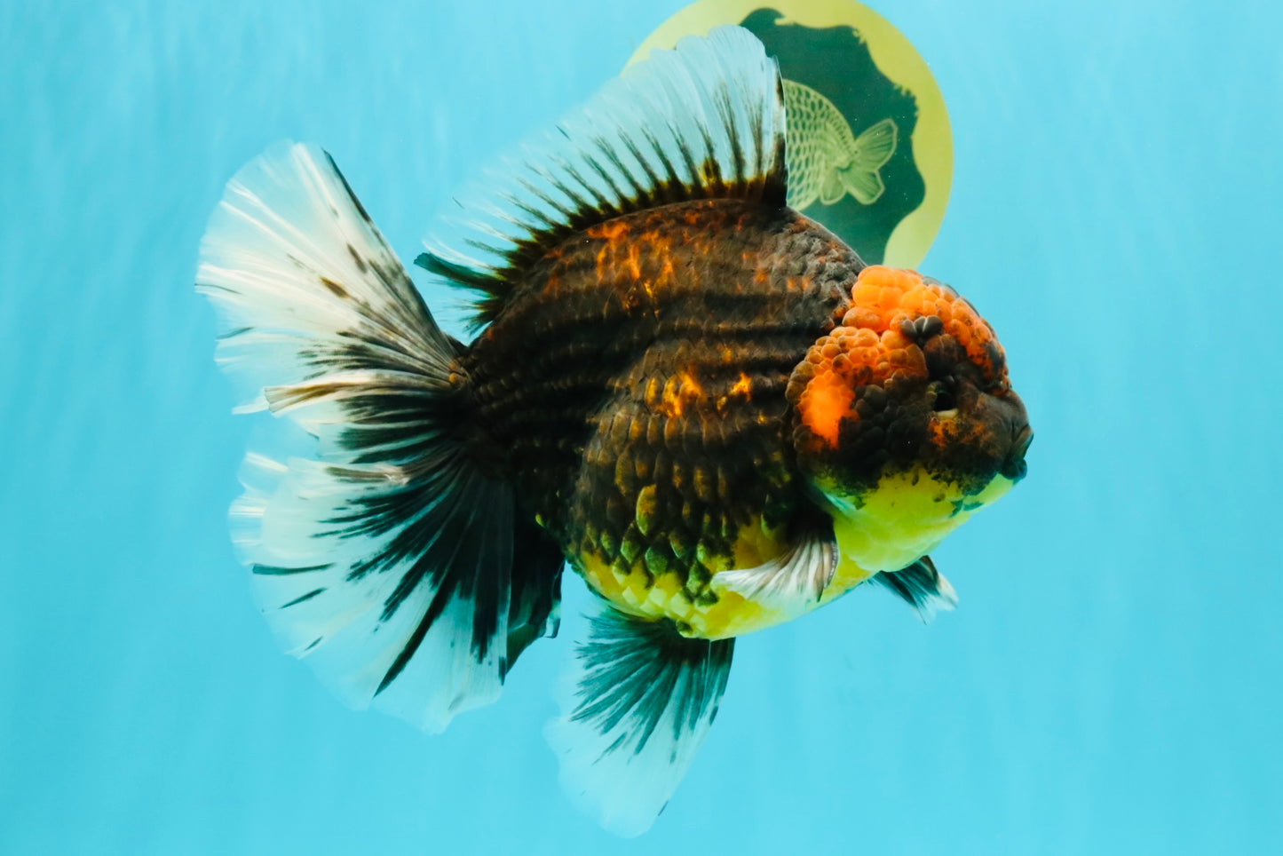 CHUNKY AAA Grade Broadtail Kirin Tiger Oranda Male 7-7.5 inches #080726OR_02