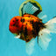 A Grade Tiger Oranda Male 7.5 inches #101626OR_19