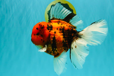 A Grade Tiger Oranda Male 7.5 inches #101626OR_19