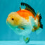 AAA Grade Tricolor Yuanbao Male 5 inches #072426YB_26