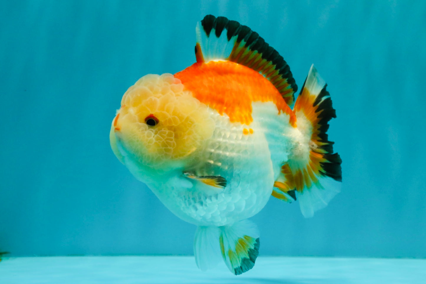 AAA Grade Tricolor Yuanbao Male 5 inches #072426YB_26