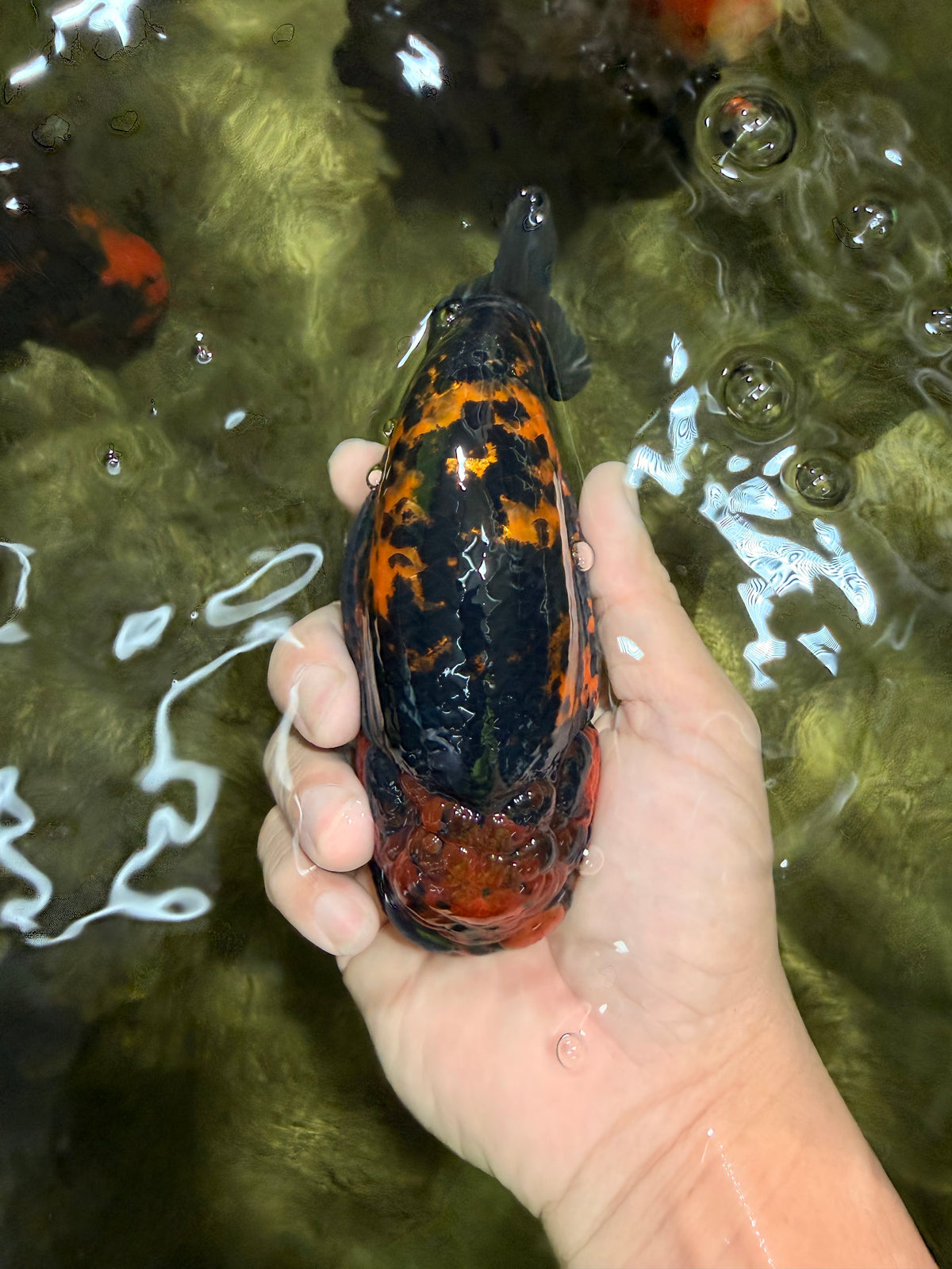 CHUBBY AAA Grade Tiger Ranchu Male 5.5-6 inches #101626RC_27