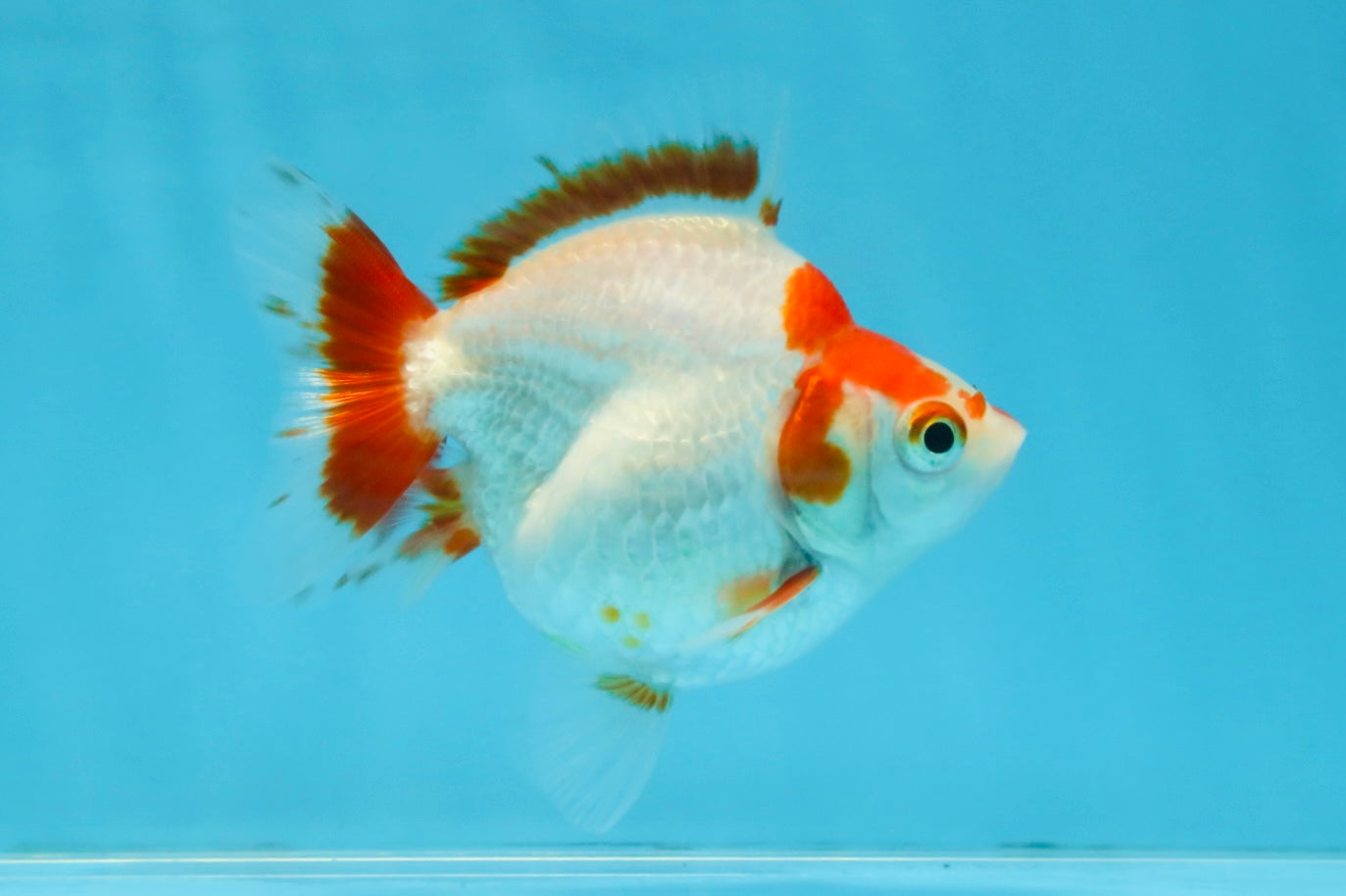 A Grade Red White Ryukin Female 3.5-4 inches #111425RK_04