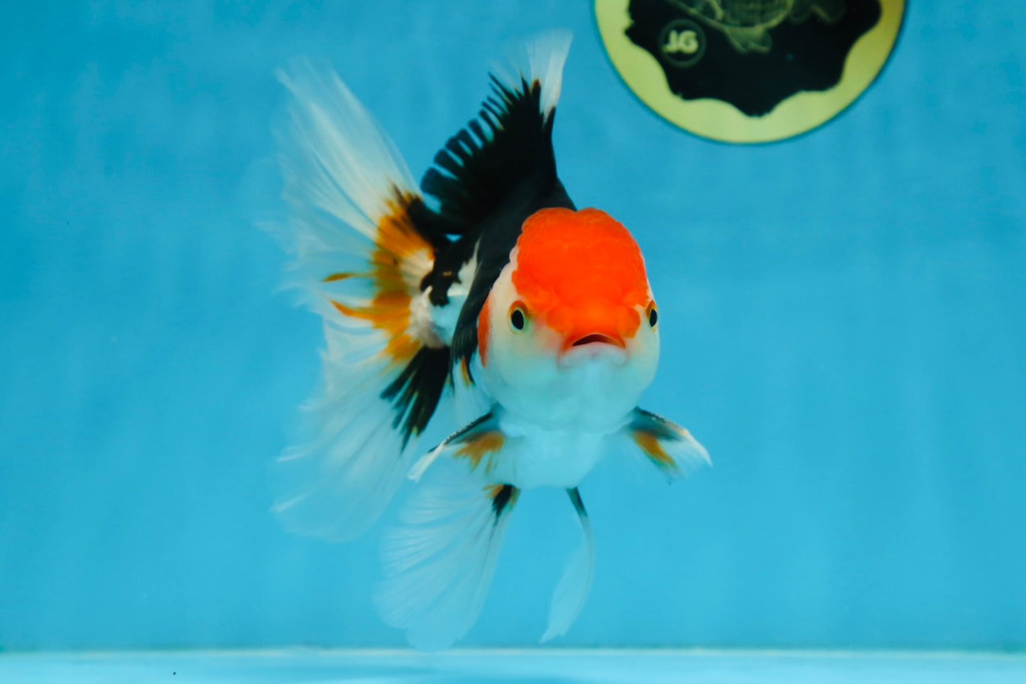 A Grade Tricolor Oranda Male 5-5.5 inches #082225OR_19