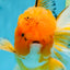 AAA Grade Orange Oranda Male 6.5 inches #062725OR_16