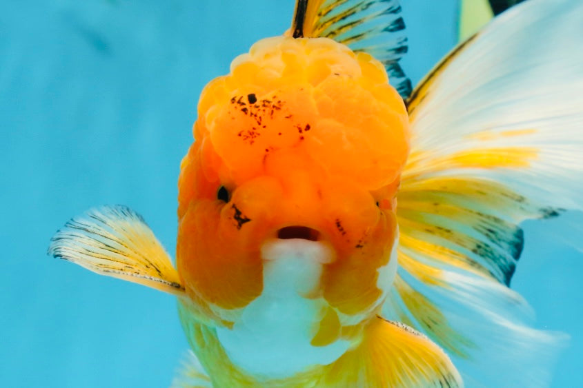 AAA Grade Orange Oranda Male 6.5 inches #062725OR_16