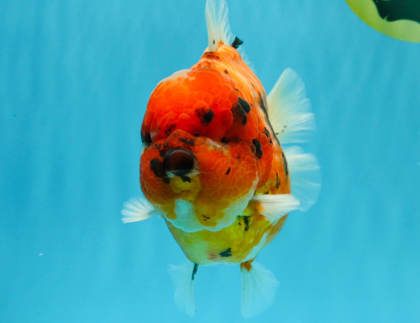 SUPER AAA Grade Godzilla Tiger Yuanbao Male 6.5 inches #022026YB_01