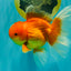 A Grade Red White Oranda Male 5.5-6 inches #091826OR_03