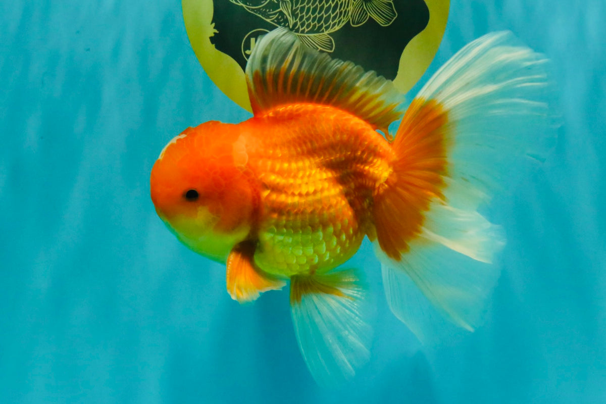 A Grade Red White Oranda Male 5.5-6 inches #091826OR_03