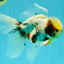 Marble Oranda Male 5.5-6 inches #072426OR_16
