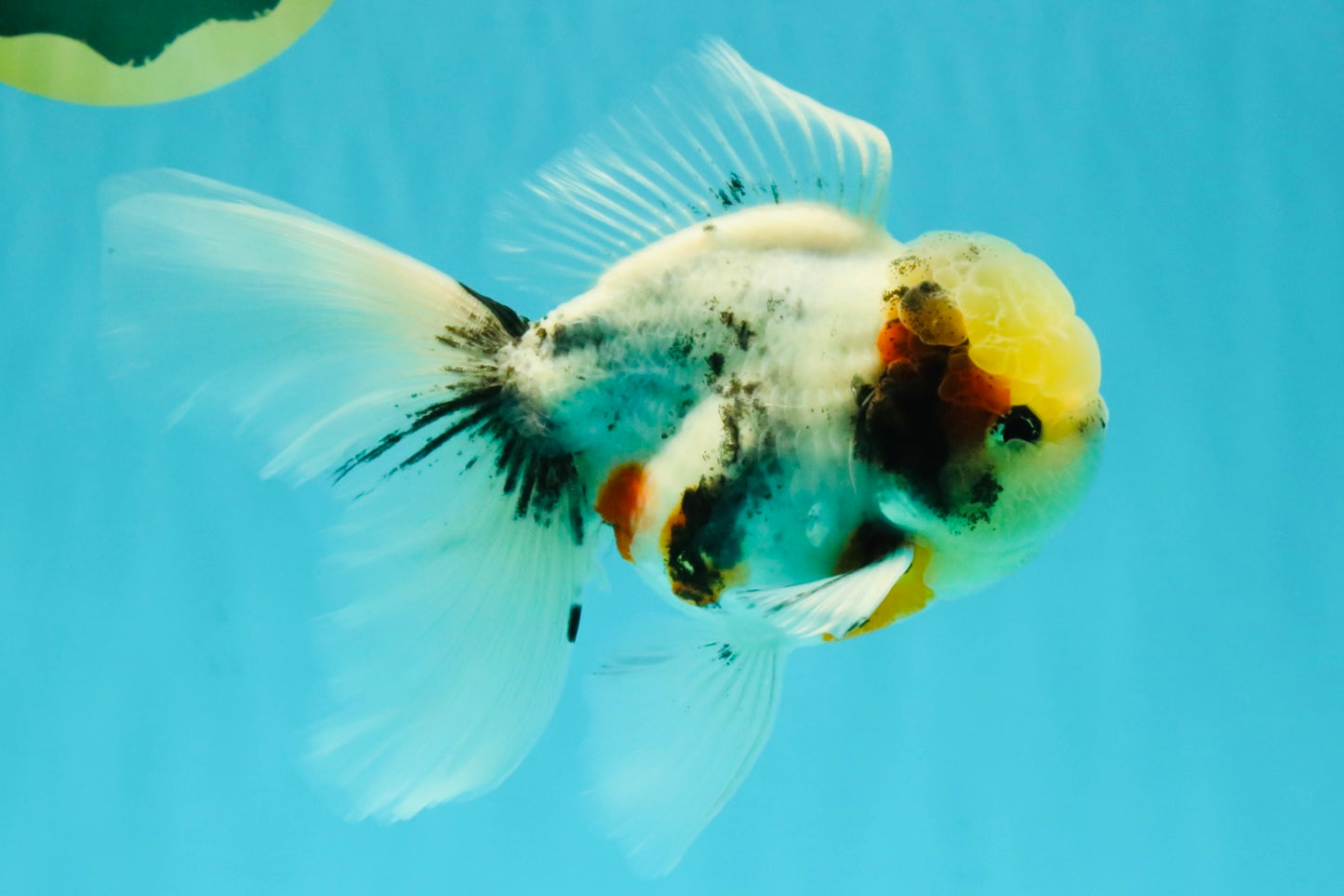 Marble Oranda Male 5.5-6 inches #072426OR_16