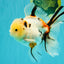 A Grade Sakura Oranda Male 6 inches #071726OR_22