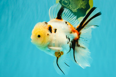 A Grade Sakura Oranda Male 6 inches #071726OR_22