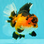 AAA Grade Apache Oranda Female 5.5-6 inches #071026OR_26