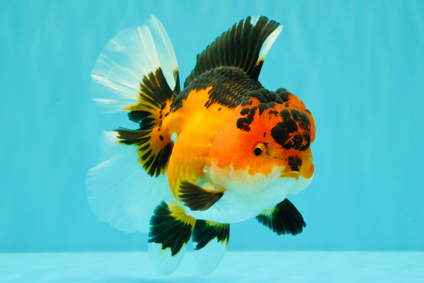 AAA Grade Apache Oranda Female 5.5-6 inches #071026OR_26