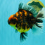 CHUNKY AAA Grade Broadtail Tiger Oranda Male 7-7.5 inches #071026OR_02