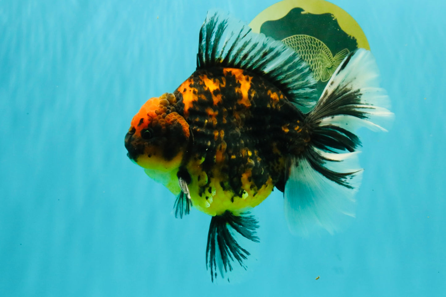 CHUNKY AAA Grade Broadtail Tiger Oranda Male 7-7.5 inches #071026OR_02