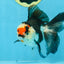 Tricolor Oranda Female 5-5.5 inches #111425OR_17