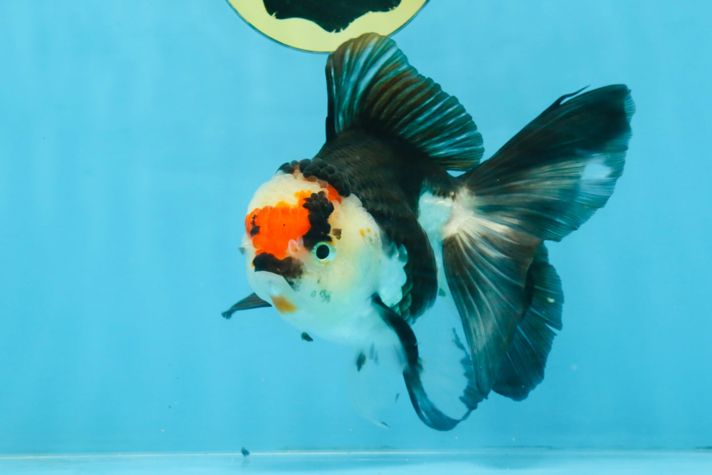 Tricolor Oranda Female 5-5.5 inches #111425OR_17