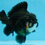 BATMAN A Grade Tricolor Yuanbao Male 5 inches #110725YB_08