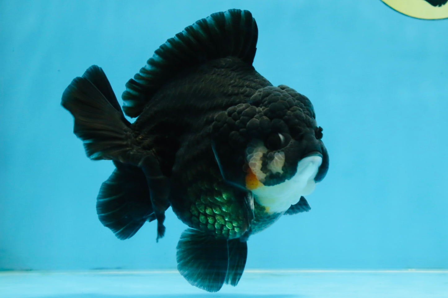 BATMAN A Grade Tricolor Yuanbao Male 5 inches #110725YB_08