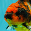 A Grade Tiger Oranda Female 5.5 inches #062626OR_38