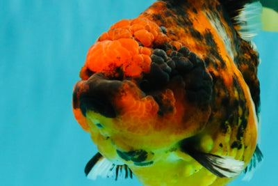A Grade Tiger Oranda Female 5.5 inches #062626OR_38
