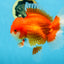 AAA Grade CHUNKY Godzilla Red White Oranda Male 6 inches #090525OR_10