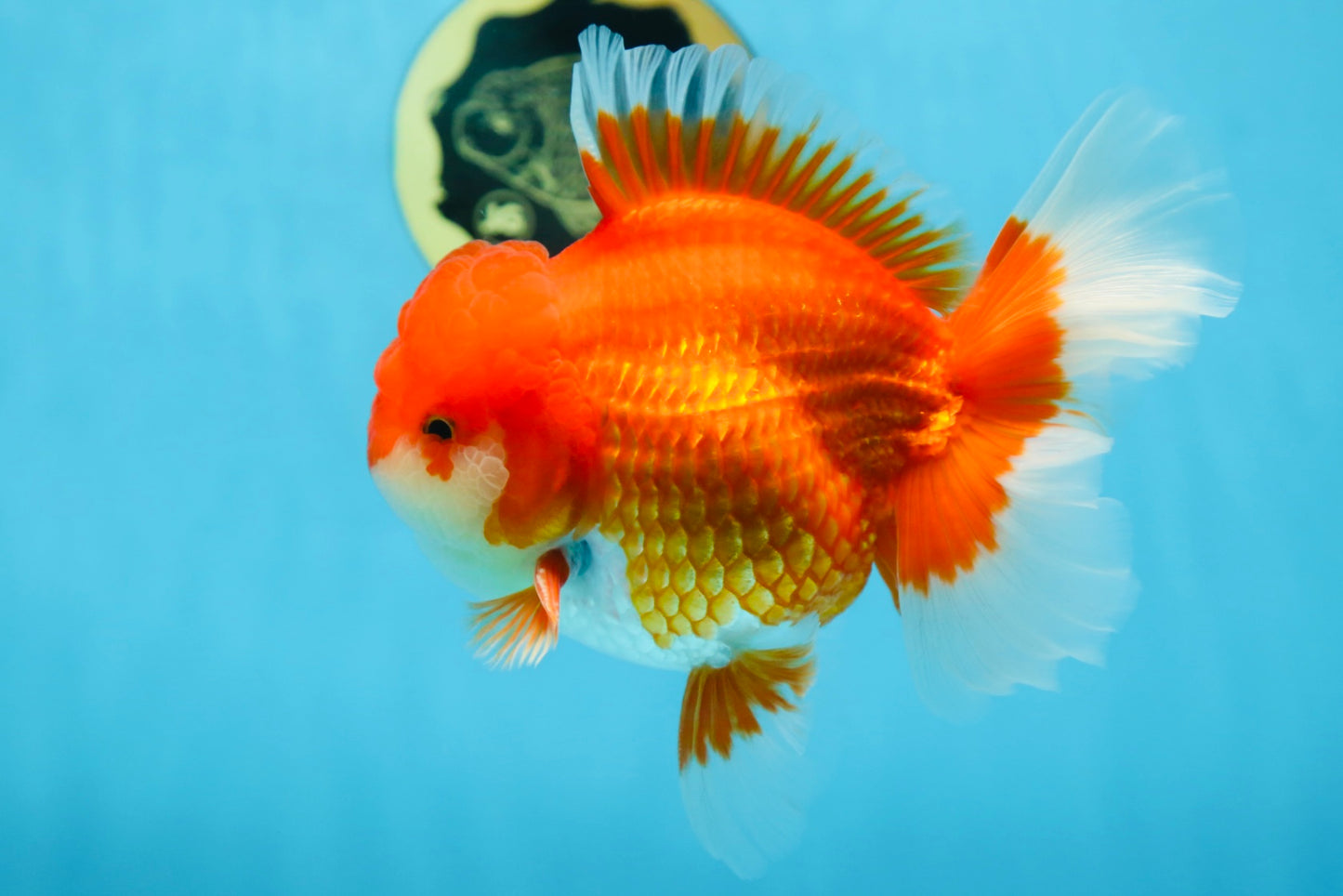 AAA Grade CHUNKY Godzilla Red White Oranda Male 6 inches #090525OR_10