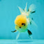 A Grade Grumpy Lemonhead Panda Oranda Female 5 inches #111524OR_13