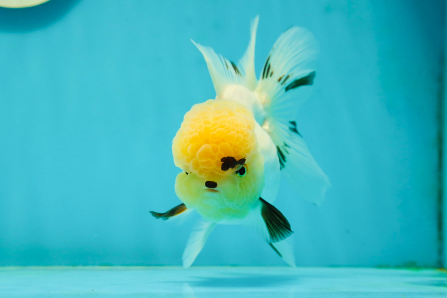 A Grade Grumpy Lemonhead Panda Oranda Female 5 inches #111524OR_13