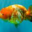 Chinese Sakura Ranchu Female 5-5.5 inches #031326RC_12