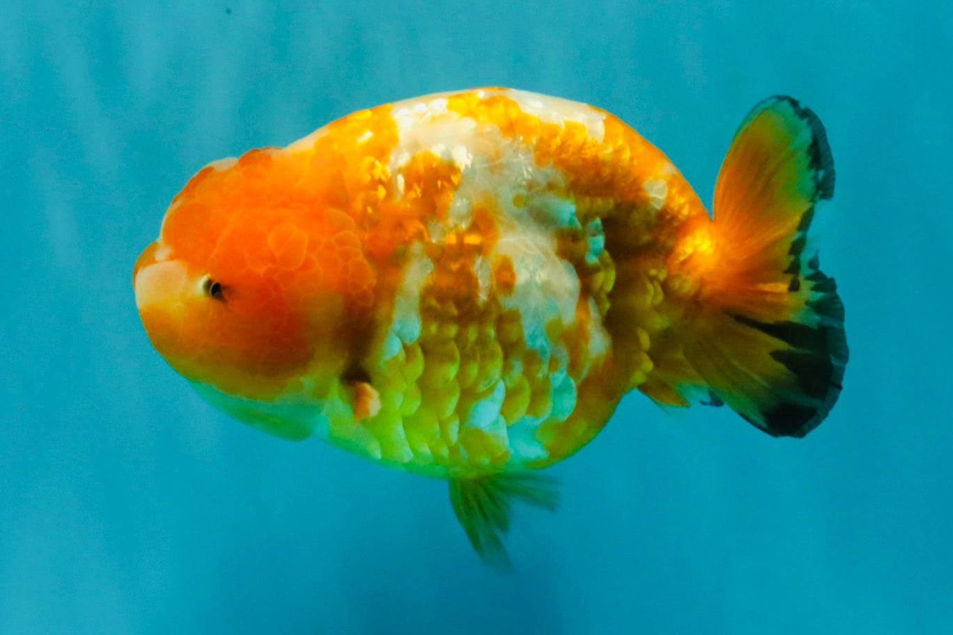 Chinese Sakura Ranchu Female 5-5.5 inches #031326RC_12