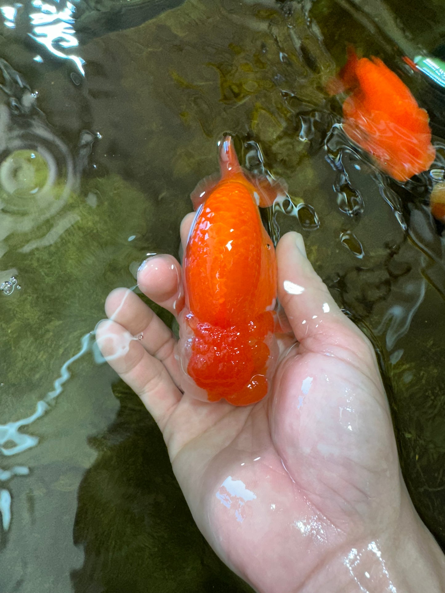 A Grade Royal Candy Chunk Red White LionKing 4-4.5 inches #062025LC_05