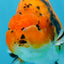 A Grade Tiger Ranchu Male 5 inches #062725LC_04