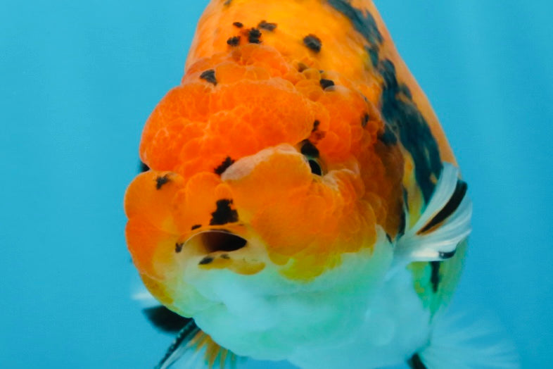 A Grade Tiger Ranchu Male 5 inches #062725LC_04