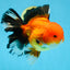 AAA Grade THICK BODY Apache Oranda Male 6-6.5 inches #082925OR_14